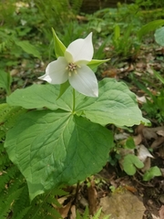 Trillium
