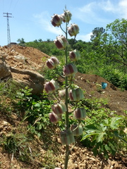 Fritillaria persica