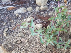 Penstemon clevelandii