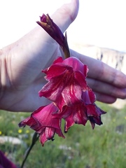 Gladiolus guthriei