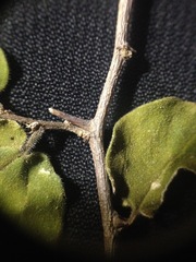 Celtis pallida discolor