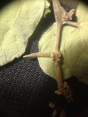 Celtis pallida discolor