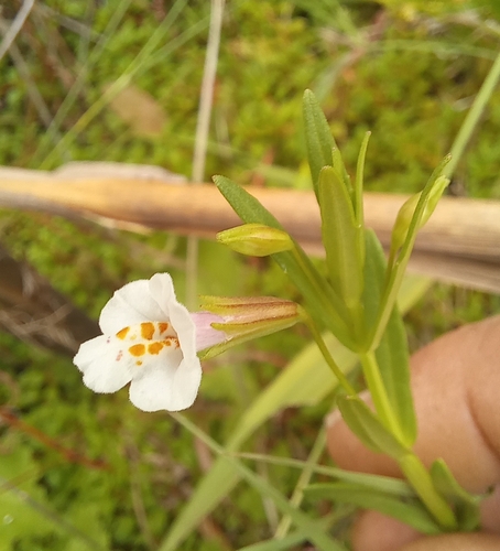 Image of Mimulus strictus by (c) kevin koen, some rights reserved (CC BY-SA)
