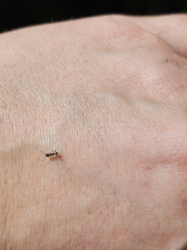 Acorn Ants