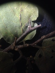 Celtis pallida discolor