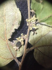 Celtis pallida discolor