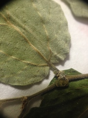 Celtis pallida discolor
