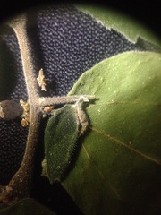 Celtis pallida discolor