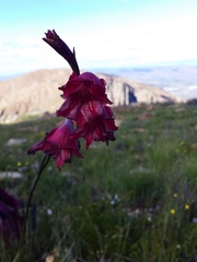Gladiolus guthriei