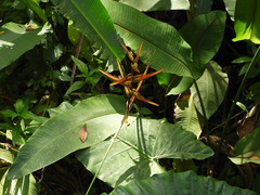 Heliconia latispatha image