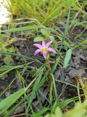Romulea rosea australis