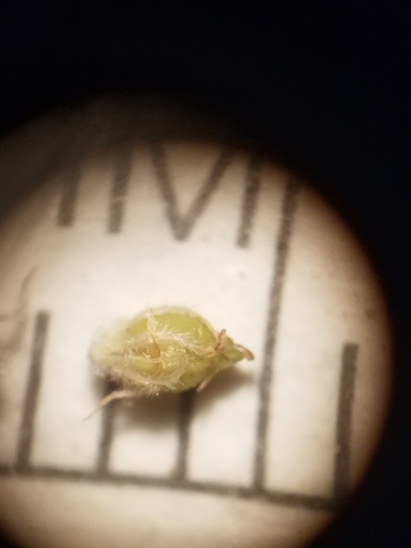 Image of Rhynchospora plumosa by (c) Scott Ward, some rights reserved (CC BY)