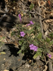 Ruellia inundata image