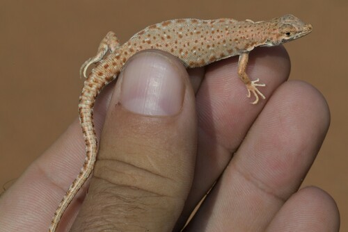 Arabian short-nosed desert lizard, Mesalina saudiarabica