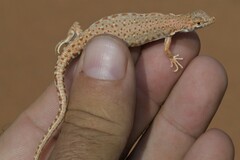 Arabian Short-Nosed Desert Lizard photo 3