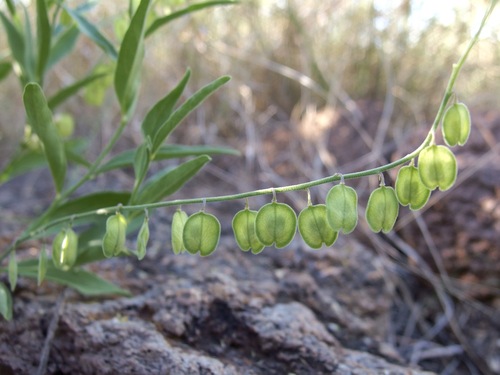 Image of Hebecarpa obscura by (c) Sue Carnahan, some rights reserved (CC BY)