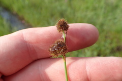Juncus brachycarpus