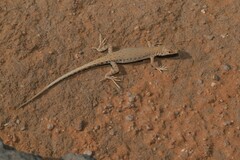 Arabian Short-Nosed Desert Lizard photo 2