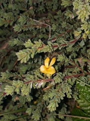 Pultenaea maritima