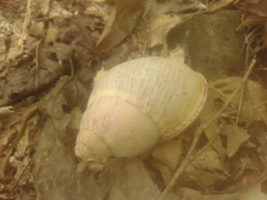 Megalobulimus oblongus