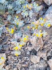 Acmispon argophyllus