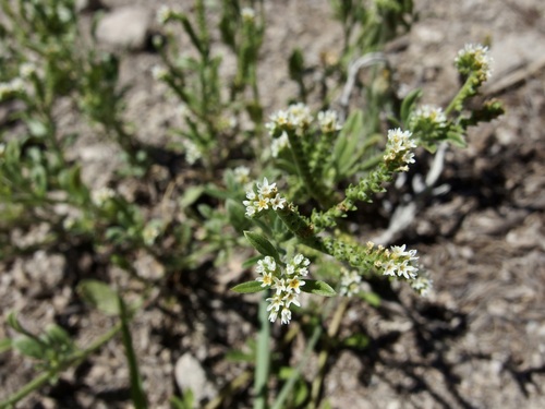 Fourspike heliotrope (Euploca procumbens)