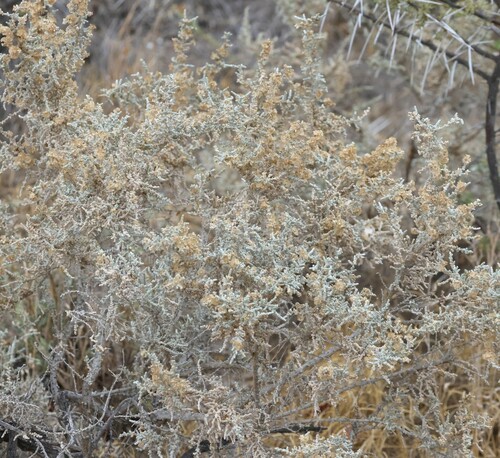 Pan Ganna (Caroxylon etoshense)