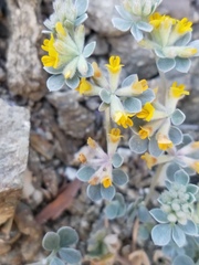 Acmispon argophyllus