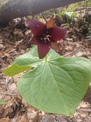 Trillium