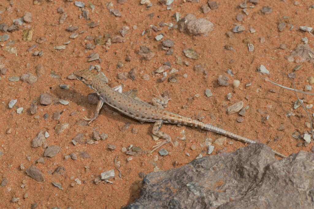 Arabian Short-Nosed Desert Lizard