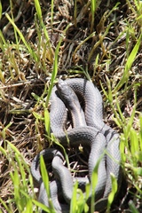Thamnophis elegans vagrans