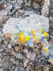 Acmispon argophyllus