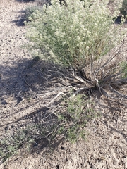 Lepidium fremontii