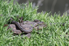 Thamnophis elegans vagrans
