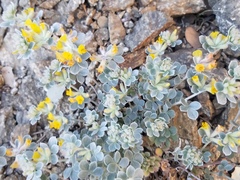 Acmispon argophyllus