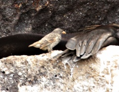 Vampire Ground-Finch photo 3