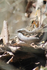 Thamnophis elegans vagrans