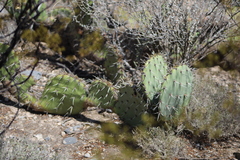 Opuntia rastrera