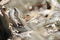 Thamnophis elegans vagrans