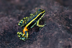 Boehmei's Poison Arrow Frog photo 1