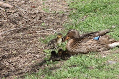 Anas platyrhynchos