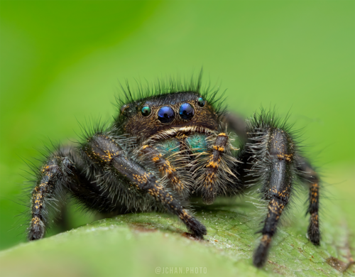 Johnson's Jumping Spider, British Columbia, CA, photo 5 of 10