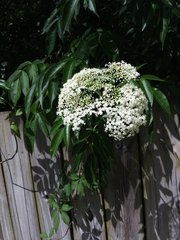 Sambucus canadensis image