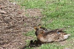 Anas platyrhynchos