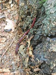 Lumbricus terrestris