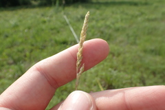 Sphenopholis obtusata