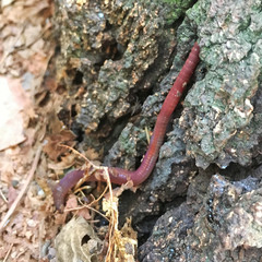 Lumbricus terrestris