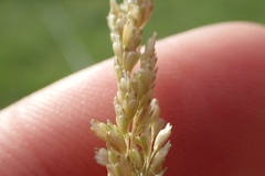 Sphenopholis obtusata