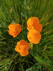 Eschscholzia californica