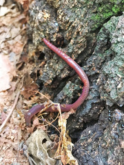 Lumbricus terrestris